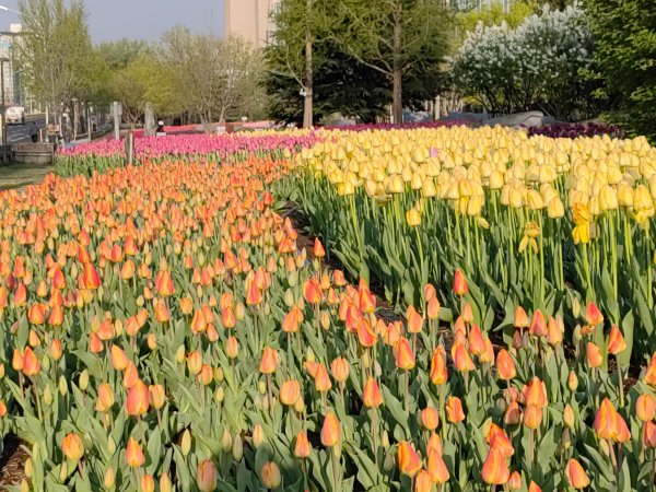 石景山区郁金香花海吸引市民游览